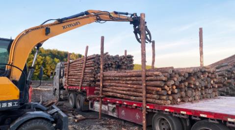 <a href=http://m.vckoom.cn/ target=_blank class=infotextkey>松木樁</a>現場選材與運輸