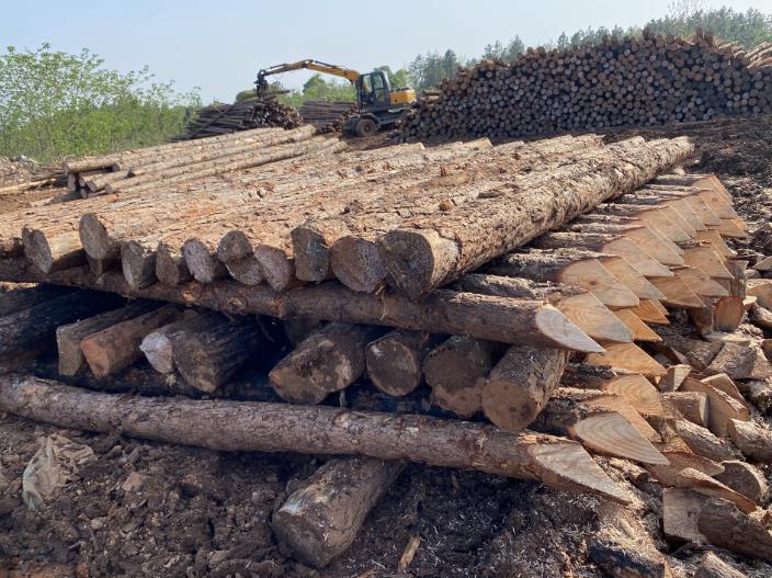 松木樁可做永久基礎(chǔ)處理(打造最牢固基礎(chǔ),松木樁無可比擬)
