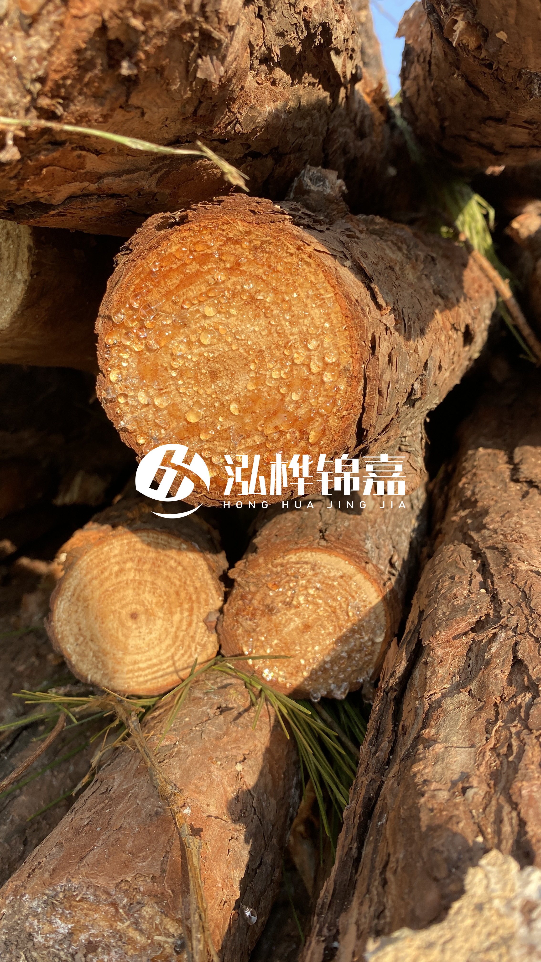 達(dá)州松木樁源頭廠家-油松和落葉松哪種便宜？