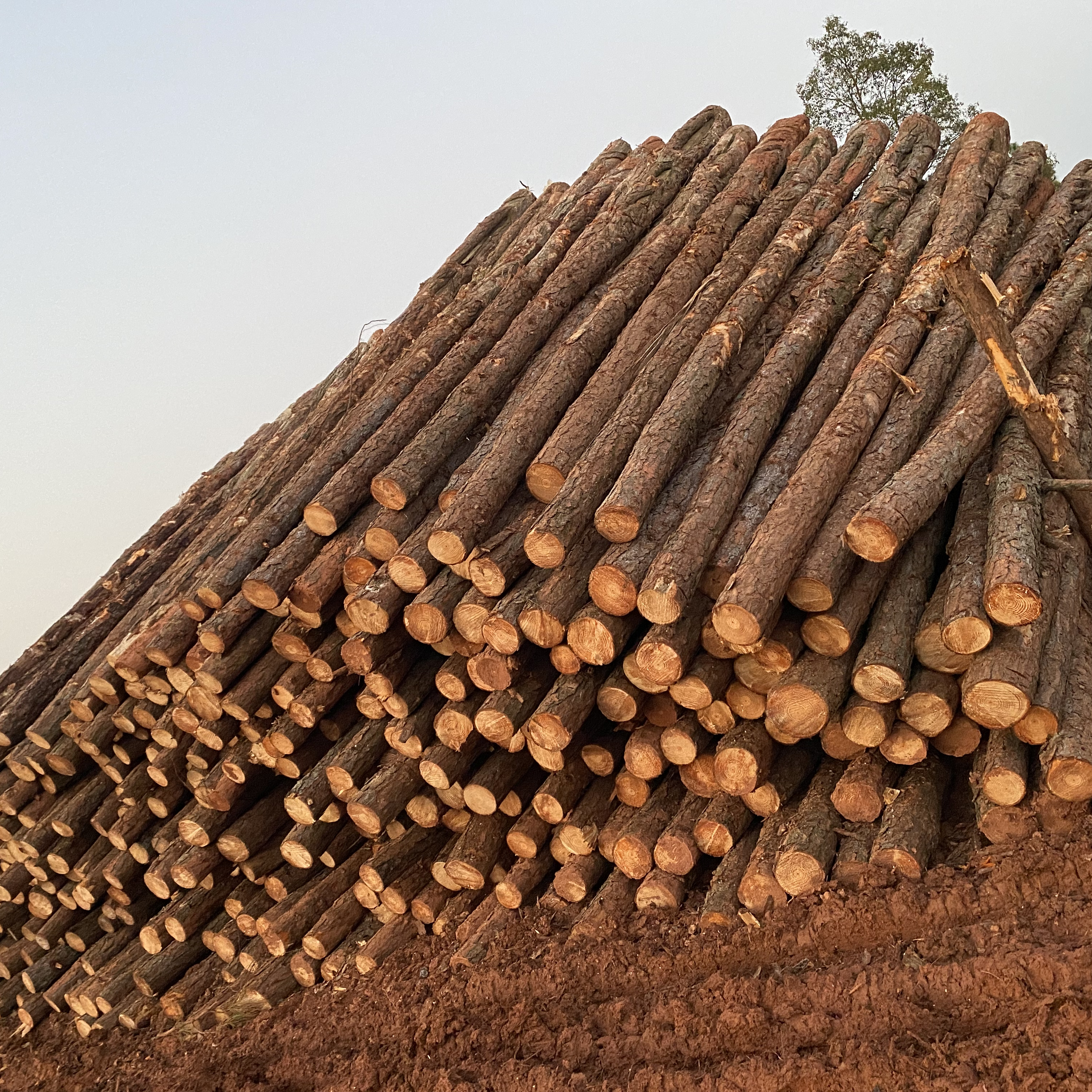 松木樁廠家泓樺錦嘉-松木樁施工后出現松動怎么加固？