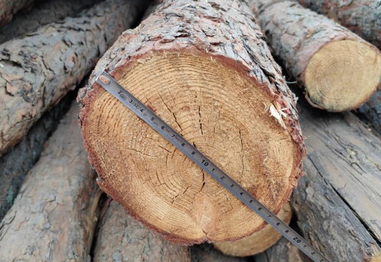 高埗鎮哪里有松木樁買